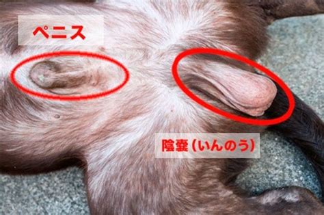 犬 ちんこ 赤い|子犬がマウンティングし赤いおチンチンが出る、発情。